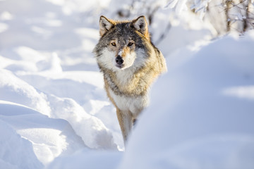 Wolf stands in beautiful white winter snow 