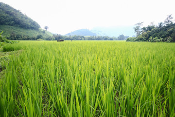 Paddy rice field background.