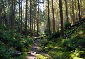 Fototapeta na wymiar Path in spring forest