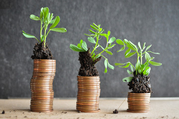 Coins with young plants in soil. Money growth concept