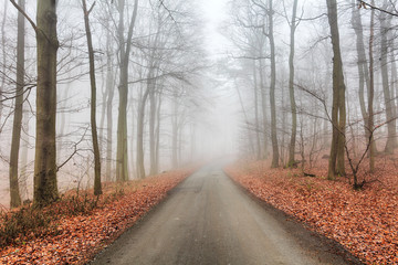 Fototapeta na wymiar Road in misty forest at fall