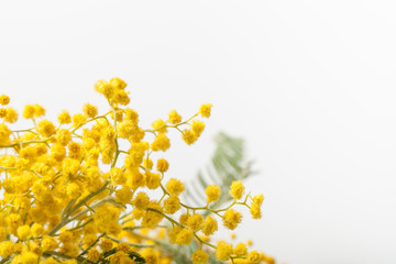 Fresh spring mimosa close up. Shallow depth of field. Selective
