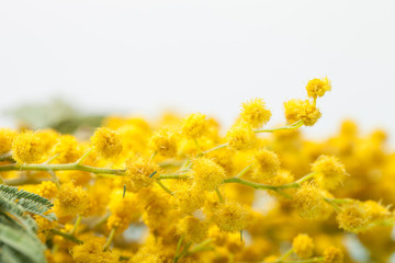 Fresh spring mimosa close up. Shallow depth of field. Selective