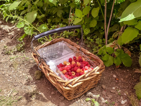 Ripe raspberries, kibbutz in Israel