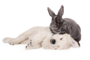 rabbit sitting on a sleeping puppy