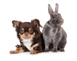 brown chihuahua dog with a rex rabbit