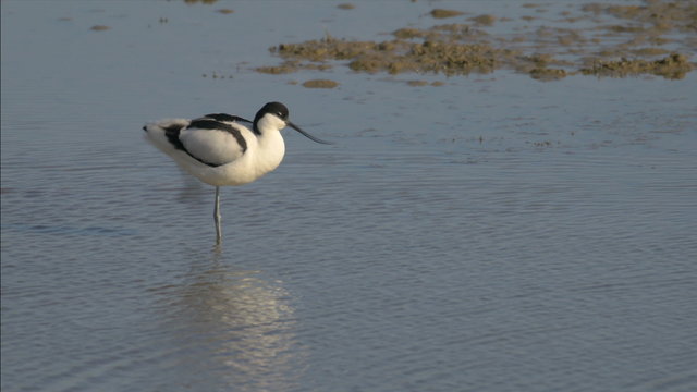 Pied avocet (Recurvirostra avosetta) preening in the shallow water.