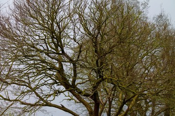 Albero spoglio - Autonno