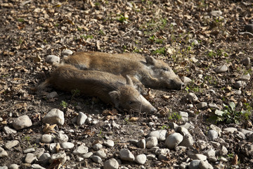 Wildschweine bei der Siesta