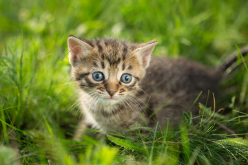 Obraz premium Little tabby kittens on green grass
