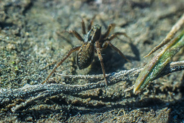 spider in the forest 