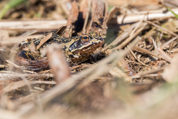 Moorfrosch (Rana arvalis) in noch brauner Färbung