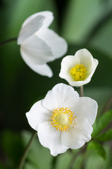 Fototapeta na wymiar Beautiful Spring White Flowers 