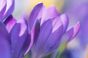 Violette Krokusse im Frühling