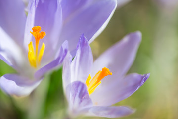 Obraz na płótnie Canvas Purple crocuses in spring