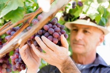 Man standing in vineyard