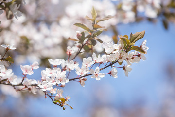 Blooming tree in spring with white flowers