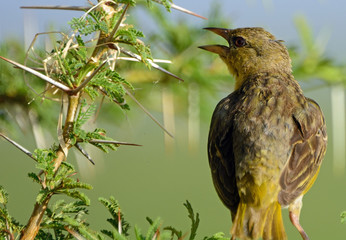 Speke's weaver, Amboseli National Park, Kenya