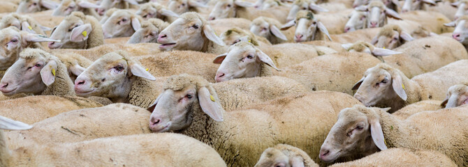 flock of sheep