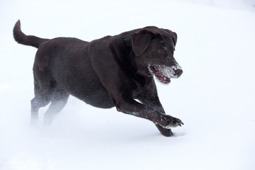 Chocolate Labrador Retriever in snow.
