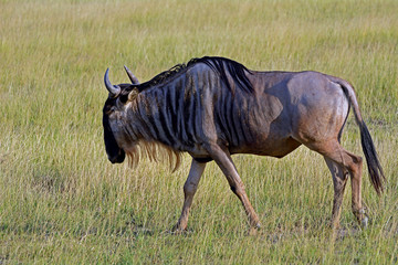 Blue wildebeest, Amboseli National Park, Kenya