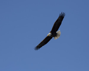 Bald Eagle (Haliaeetus leucocephalus) flying