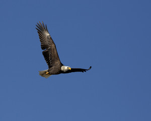 Bald Eagle (Haliaeetus leucocephalus) flying