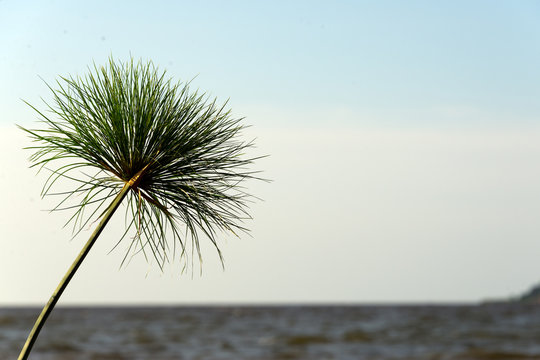 cyperus papyrus on shore of lake victoria, mwanza, tanzania