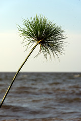 cyperus papyrus on shore of lake victoria, mwanza, tanzania