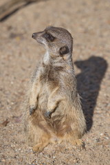 Fototapeta premium Portrait of playful and curious suricates in a small open resort