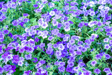 Purple Phlox,Phlox drummondii,Polemoniaceae
