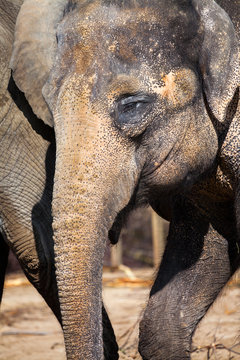 indian elephant head portrait / indischer Elefant 