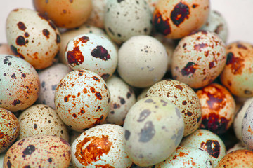 Obraz premium Quail eggs