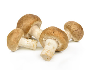 Shiitake mushroom on the White background
