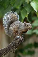 Eastern Gray Squirrel (Sciurus carolinensis)