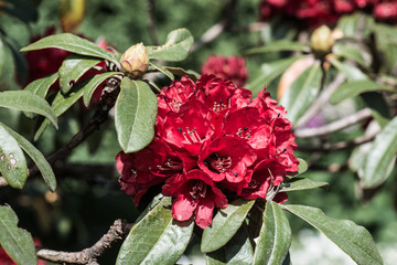 Rhododendron arboreum flower at Doi Inthanon national park