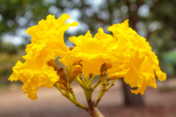 Tabebuia chrysotricha yellow flowers blossom