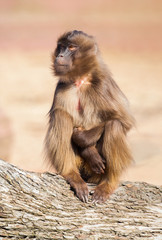 ape sitting on a tree stem / Affe sitz auf einem Baumstamm