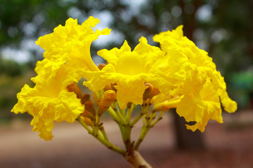 Tabebuia chrysotricha yellow flowers blossom