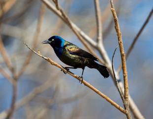 Common Grackles are blackbirds that look like they've been slightly stretched. They're taller and longer tailed than a typical blackbird, with a longer, more tapered bill and glossy-iridescent bodies.