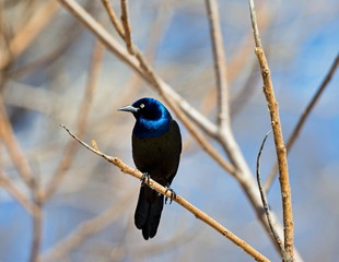 Common Grackles are blackbirds that look like they've been slightly stretched. They're taller and longer tailed than a typical blackbird, with a longer, more tapered bill and glossy-iridescent bodies.