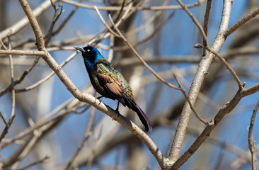 Common Grackles are blackbirds that look like they've been slightly stretched. They're taller and longer tailed than a typical blackbird, with a longer, more tapered bill and glossy-iridescent bodies.