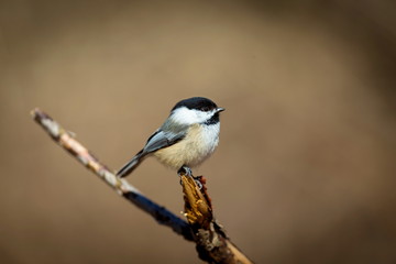 Widely considered cute thanks to its oversized round head, tiny body, and curiosity about everything, including humans. The chickadee black cap and bib; white cheeks gray back, wings, and tail

