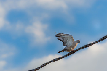 Paloma con alas extendidas en cielo azul