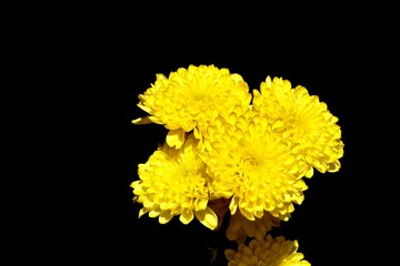 Beautiful yellow flower bunch