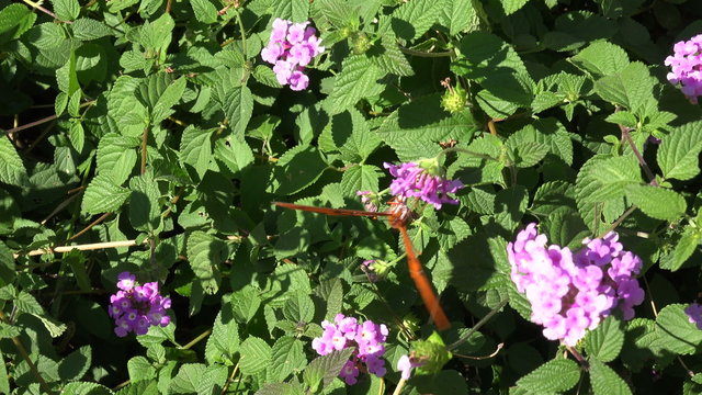 Gulf Fritillary butterfly feeds on lantana flowers