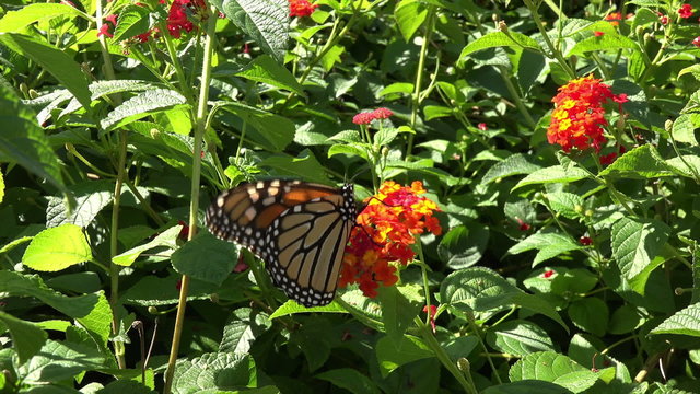 Monarch butterfly feeds on lantana flowers
