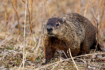 Naklejka na ściany i meble Groundhog Day is a traditional holiday celebrated on February 2. According to folklore, if it is cloudy when a groundhog emerges from its burrow on this day, then the spring season will arrive early.