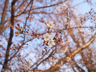 Fototapeta premium 桜2016