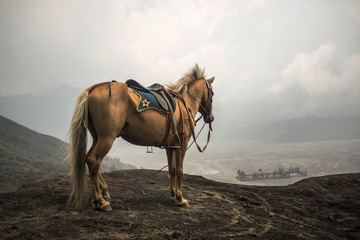 Horse in front of mountains near  Volcano Bromo - obrazy, fototapety, plakaty